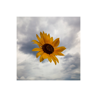 levitating sunflower